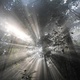 photo du film Il était une forêt