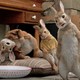 photo du film Pierre Lapin