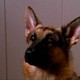 photo du film Chien de flic