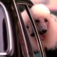 photo du film Chien de flic