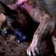 photo du film Chien de flic