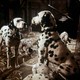 photo du film Les 101 dalmatiens