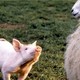 photo du film Babe, le cochon devenu berger
