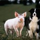 photo du film Babe, le cochon devenu berger