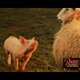photo du film Babe, le cochon devenu berger