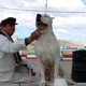 photo du film Bombon - el perro