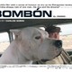photo du film Bombon - el perro