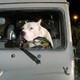 photo du film Bombon - el perro