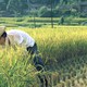 photo du film Green, Green Grass of Home