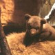 photo du film Terre des Ours