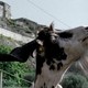photo du film Le Quattro Volte