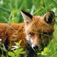 photo du film Le renard et l'enfant