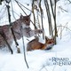 photo du film Le renard et l'enfant