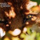 photo du film Le renard et l'enfant