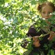 photo du film Le renard et l'enfant