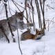 photo du film Le renard et l'enfant