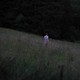 photo du film Lore