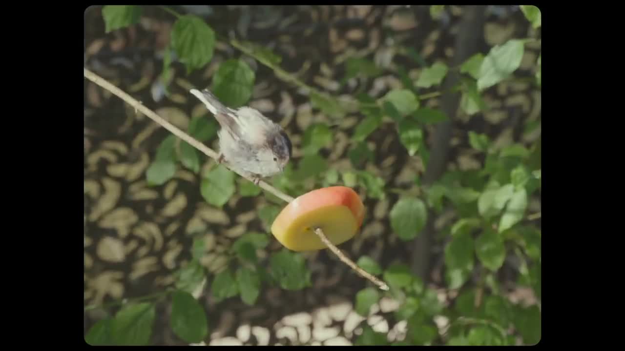 Extrait vidéo du film  L Île aux oiseaux