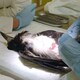 photo du film L'Île aux oiseaux