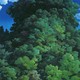 photo du film Mon voisin Totoro