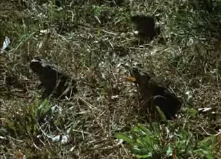 Extrait vidéo du film  Les crapauds