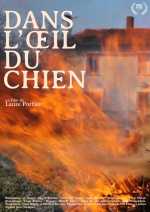 Dans L œil Du Chien