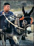 Liu Lei