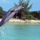 photo du film Flipper