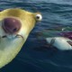 photo du film L'âge de glace 4 : la dérive des continents