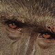 photo du film Les Sables du Kalahari