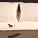 photo du film Bird People
