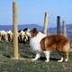 photo du film Lassie