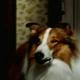 photo du film Lassie