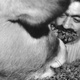 photo du film La Vache