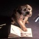 photo du film Mon chien, ce héros !