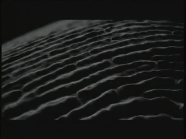 Extrait vidéo du film  Dédales