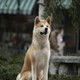photo du film Hatchi
