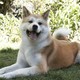 photo du film Hatchi
