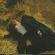 photo du film La Lupa