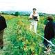 photo du film Mondovino