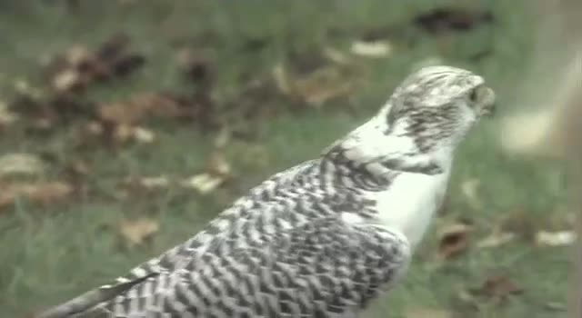 Extrait vidéo du film  Aurore