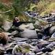 photo du film Grizzly man