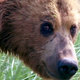 photo du film Grizzly man