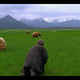 photo du film Grizzly man