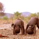 photo du film Bébés