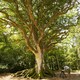 photo du film Les Arbres Remarquables, un patrimoine à protéger