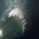 photo du film Solitaire