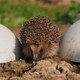 photo du film La vie sauvage des animaux domestiques