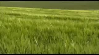 Extrait vidéo du film  La vie sauvage des animaux domestiques