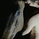 photo du film Zoo